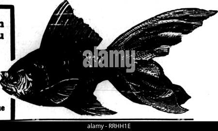 . Les fleuristes [microforme] examen. La floriculture. ' . ? ? }- '..'  ? ; J'-fi--'"^^-i*&gt;T} ; ?"••'',7' ' ? ' ;'. - V'-T ::r^ .t'v" .^ &gt;v^^ T'-'i 64 La revue Dbcbhbeb^ Fleuristes 18. 1919. C.,. 100 % de profit-PAYIWO BUSINESS BUILDER GOLDFISH LAROE, POISSONS SAINS À BAS PRIX NOS PRIX SUR PISH GRAND. STOCK EN SANTÉ M"dium S"l"etMl Qoidf ish, couleurs assorties... Lars moyen* S"l"et"d Poisson Rouge, couleurs assorties Lars* S*l"ct"d Qoldfisli. Couleurs assorties ••••• ? t^ par 100 .9S.OO ... 8.0O 7.0O par douz. Japanas* pigeons paons. petit, couleurs assorties 2,40 $ Japanasa pigeons paons, moyenne, couleurs assorties 3 Banque D'Images