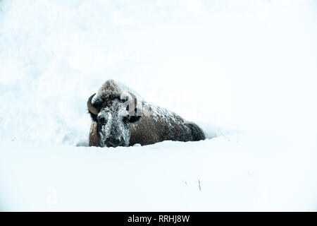 Le bison d'Amérique (Bison bison) dans le Yellowstone hiver neige Banque D'Images