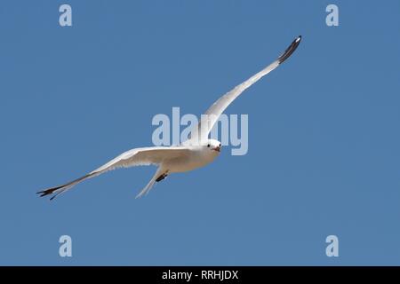 D'Audouin (Ichthyaetus audouinii / Larus audouinii) en vol les frais généraux, Mallorca, Espagne, août. Banque D'Images