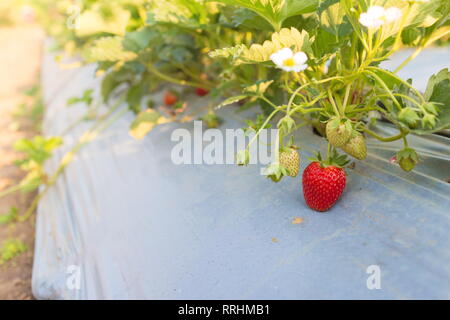 Avec des fleurs et arbres de fraises fraises fraise rouge à la plantation. Banque D'Images