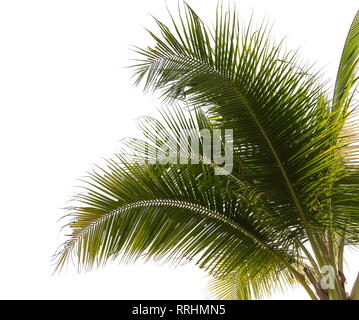 En vertu de l'arbre de noix de coco et des feuilles de cocotier sur un fond blanc. Banque D'Images