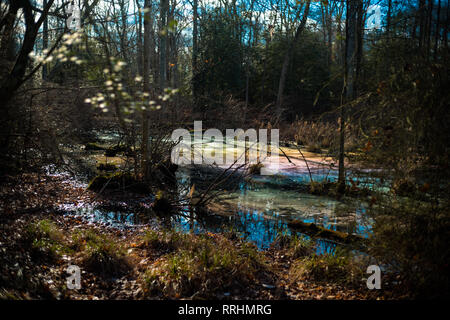 La pollution de l'eau toxique colorés dans des milieux humides pour l'environnement Environnement. Banque D'Images