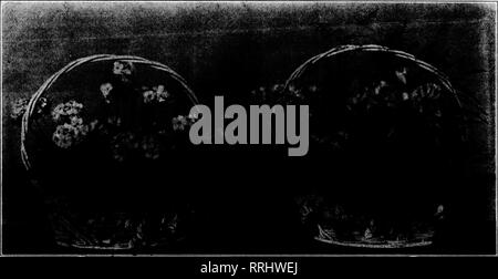 . Les fleuristes [microforme] examen. La floriculture. Decbmbbb 11, 1919. L'examen pour fleuristes 29 PLANTES DE NOËL CERTAINS DES PLUS INVENDABLES VARIÉTÉS, avec suggestions opportunes SUR LES REND PRÊT AVAILABUS STOCK splendide. Pour remplir la demande Becord. Business dans les plantes pour Noël il y a un an a été bien au-delà de toutes les attentes des. Qu'il sera mieux pour le conoing super vacances n'admet pas de doute. Les fleurs coupées ont connu quelques semaines de commerce plutôt terne dans certaines sections lorsque la vague du chrysanthème a été à sa crête, mais ce qui se produit chaque année et est prévu. À partir de Thanksgiving sur- ward nous avons vu un robus Banque D'Images