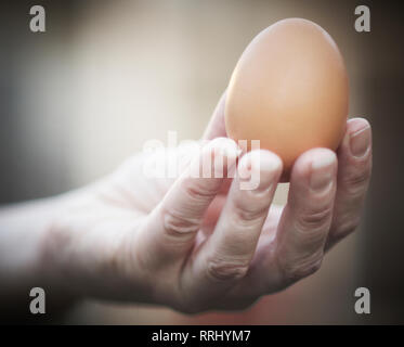 Une main tenant un oeuf de poule brun délicat Banque D'Images