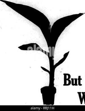 . Les fleuristes [microforme] examen. La floriculture. •.,. -J'Jandabt ; 29, 1920 L'examen les fleuristes 13 JiimiIilfi !fiUi !fi !fi !liiiai Iiili.Ti ! !ii !ii !Kifi^^^. Géraniums sont rares, mais vous pouvez faire l'argent avec C. &AMP ; J. Cannas. Veuillez noter que ces images sont extraites de la page numérisée des images qui peuvent avoir été retouchées numériquement pour plus de lisibilité - coloration et l'aspect de ces illustrations ne peut pas parfaitement ressembler à l'œuvre originale.. Chicago : les fleuristes Pub. Co Banque D'Images