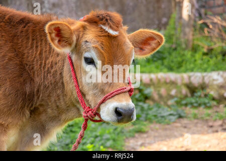 Veau vache attaché avec la corde rouge, portrait de jeune vache Banque D'Images