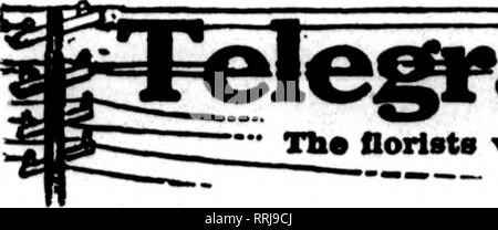 . Les fleuristes [microforme] examen. La floriculture. / ^. ?*v 88 Les fleuristes' Review Mai ". 1"M. Veuillez noter que ces images sont extraites de la page numérisée des images qui peuvent avoir été retouchées numériquement pour plus de lisibilité - coloration et l'aspect de ces illustrations ne peut pas parfaitement ressembler à l'œuvre originale.. Chicago : les fleuristes Pub. Co Banque D'Images