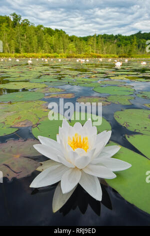 La botanique, l'odorante (Nymphaea odorata) dans des milieux humides sur Horseshoe Lake à Muskoka, Additional-Rights Clearance-Info-Not-Available- Banque D'Images