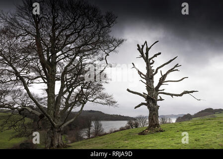 Les vestiges d'un chêne sessile Quercus petraea arbre près d'un arbre sain dans un champ, sur la côte de la rivière Fal à Cornwall. Banque D'Images