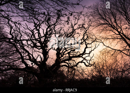 Les arbres de chêne sessile Quercus petraea silhouetté contre le soleil couchant. Banque D'Images