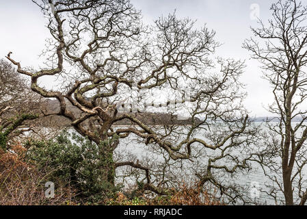 Un bois de chênes sessiles Quercus petraea sur les rives de la rivière Fal à Cornwall. Banque D'Images