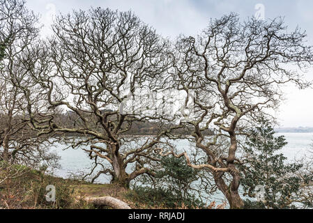 Un bois de chênes sessiles Quercus petraea sur les rives de la rivière Fal à Cornwall. Banque D'Images