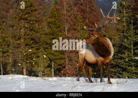 Les wapitis sauvages ou également connu comme le wapiti (Cervus canadensis) dans la neige en hiver dans le parc national Jasper, Alberta, Canada Banque D'Images