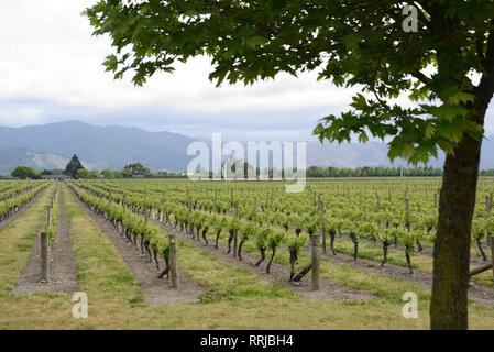 Un chêne frames un vignoble près de Blenheim, en Nouvelle-Zélande, au début du printemps Banque D'Images