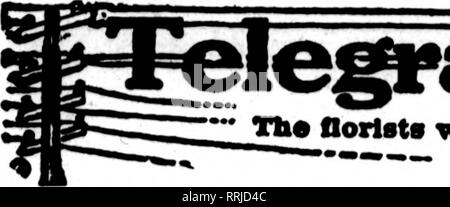 . Les fleuristes [microforme] examen. La floriculture. NOVEMBBB 27, 1919. Les fleuristes^ 66 d'examen. ^ jnia aorl8t" whosv appMtf oards sur le oanrlnB pases thékla bead, sont prêts à la ftU arrêtés """" pour Iromotberflorlste^Tcry local d^ sur iMMle nasale.. Veuillez noter que ces images sont extraites de la page numérisée des images qui peuvent avoir été retouchées numériquement pour plus de lisibilité - coloration et l'aspect de ces illustrations ne peut pas parfaitement ressembler à l'œuvre originale.. Chicago : les fleuristes Pub. Co Banque D'Images