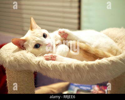 La flamme Mitzie point Siamese sur son lit préféré Banque D'Images