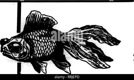 . Les fleuristes [microforme] examen. La floriculture. NOTBUBIB 13, 1919. Les fleuristes^ 99 Examen Auburndale Nous avons été m business 15 ans et savoir howtoshipGold- n'importe quelle distance du poisson en toute sécurité.. Ce télescope chinois est un poisson populaire avec l'échange nous vendre du poisson rouge -à 5,00 $ par 100 et jusqu'- aquariums et des fournitures. Nous maQufacture aquariums de toutes tailles. Pour envoyer catalogue de gros poissons rouges Auburndale, Co 1449 W^. Madison Street Chicago, Ptm. ENILSCHLOSS et Ttmm. SBLINKA MILTON. Le Secrétaire MAISON RUBAN ScHLOSs Bros., rubans, inc. 31 et 33 East 28tii Street, NEW YORK Pour les fleuristes Banque D'Images