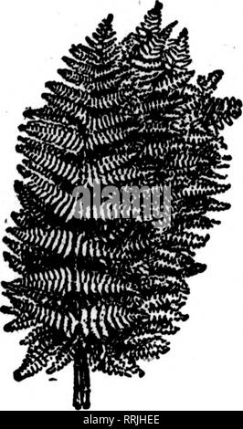 . Les fleuristes [microforme] examen. La floriculture. 38 L'examen pour fleuristes 7 NOYIMBIB, 1918.. Veuillez noter que ces images sont extraites de la page numérisée des images qui peuvent avoir été retouchées numériquement pour plus de lisibilité - coloration et l'aspect de ces illustrations ne peut pas parfaitement ressembler à l'œuvre originale.. Chicago : les fleuristes Pub. Co Banque D'Images