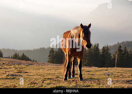 Cheval brun sauvage à la recherche vers l'appareil photo/photographe avec l'après-midi, lumière brillant à travers sa crinière et rayonnant sur son dos, jusqu'à l'Carpathi Banque D'Images