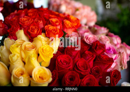 Frais naturel de couleur jaune, rose, rouge et orange à roses fleuriste Banque D'Images