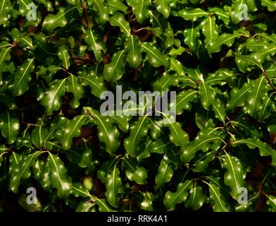 Pittosporum tenuifolium Abbotsbury Gold Banque D'Images