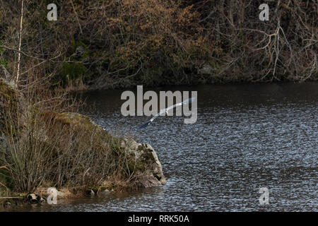 Un héron gris volant le long Nesttunvannet Lake, Fana, Norvège Banque D'Images