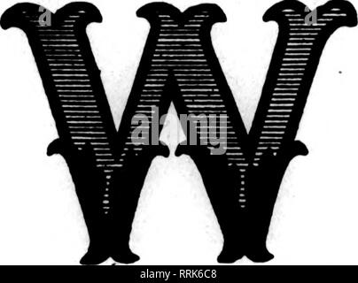 . Les fleuristes [microforme] examen. La floriculture. 52 L'examen pour fleuristes 6 FiBBUABT BMILSCHLOSS, 1024, Sprr. et Ttmm. BOLTON 8BLINKA. Le ruban chambre ScHLOss Bros., rubans, inc. 31 et 33 East 28th Street, N EW YORK Siège pour les fleuristes Rubans, chiffons et Nouveautés LETTRES D'OR-PRIX SPÉCIAUX L"tt"ra jMtckad paokaKe Lac-mush* tS à Nnmarala oolora prioa à sama et.. Veuillez noter que ces images sont extraites de la page numérisée des images qui peuvent avoir été retouchées numériquement pour plus de lisibilité - coloration et l'aspect de ces illustrations ne peut pas parfaitement ressembler à l'œuvre originale.. Chic Banque D'Images