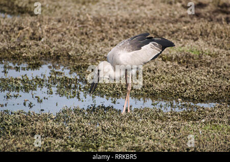 Open d'asie-bill Stork, Anastomus recherche de nourriture à Bhigwan oscitante, Pune, Maharashtra, Inde. Banque D'Images