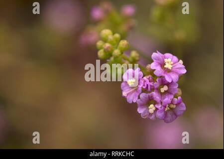 Close up of peu de fleurs roses sur un fond flou près de Pune, Maharashtra, Inde. Banque D'Images