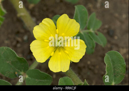 Close up de fleur sauvage jaune près de Pune, Maharashtra, Inde. Banque D'Images