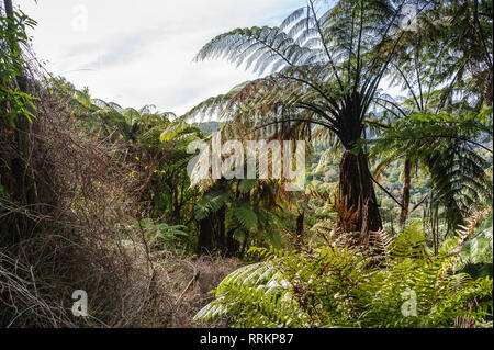 Une forêt de fougères géantes (Dicksonia squarrosa) dans la Vallée volcanique de Waimangu, Rotorua, Nouvelle-Zélande Banque D'Images