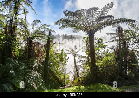 Une forêt de fougères géantes (Dicksonia squarrosa) dans parc géothermique. Au milieu des brumes tourbillonnantes géants qui se profile avec la lumière du soleil filtrant à travers Banque D'Images