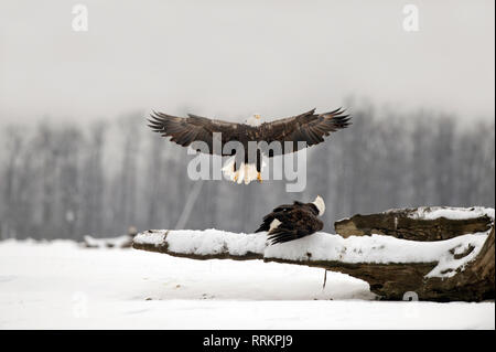 Pygargue à tête blanche adultes sur le point d'atterrir sur un journal qui est occupé par une deuxième eagle Banque D'Images