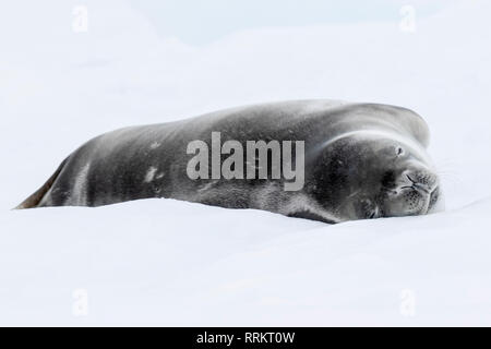 Joint de crabiers floe, Wilhelmina Bay, l'Antarctique, 13 Janvier 2019 Banque D'Images