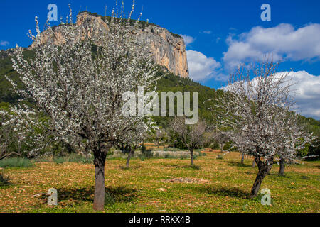 Les amandiers en fleurs en face d'Alaró castle rock, Majorque, Îles Baléares, Espagne Banque D'Images