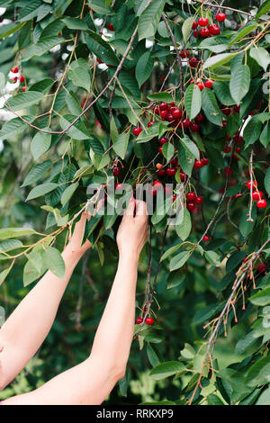 Woman picking cherry tree de petits fruits Banque D'Images