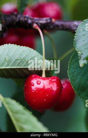 De Gros plan sur les petits fruits rouges mûrs cherry tree parmi les feuilles vertes Banque D'Images