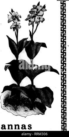 . Les fleuristes [microforme] examen. La floriculture. JANDABX 27, 1916. Les fleuristes^ }S 93 Examen R I !li !fi San Diego et San Francisco Médailles d'{^^j x.) pour matériel-teeka Cannas quand les deux plus grands salons qui ait jamais eu lieu sur la côte du Pacifique envoyer leurs médailles d'tout ce chemin à l'Est, cela signifie quelque chose de plus que la réussite à un spectacle local. Cela signifie que, de tous les plus grands producteurs, on pourrait pas excep- tionnelle Cannas à l'égalité de matériel-teekas, et encore moins de les battre. Voici certains des lauréats et quelques autres. Tous ces Matériel-teekas méritent une médaille. Par 12 100 par 12 100 Ville de Portland,Rose. Banque D'Images