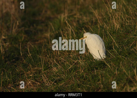Un magnifique Héron garde-boeufs (Bubulcus ibis) assis parmi l'herbe sur le bord d'une rivière au Royaume-Uni. Banque D'Images