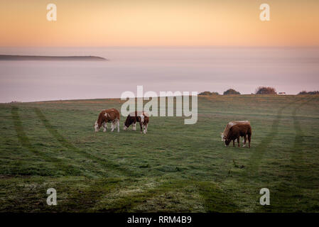 Belle sur la vallée de la brume au lever du soleil avec des vaches dans le champ et les collines popping out Banque D'Images