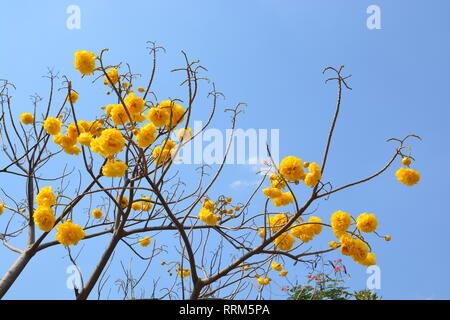 Cochlospermum regium fleur sur ciel bleu . Coton jaune Arbre, suphannika Banque D'Images