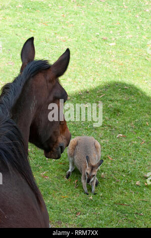 Wallaby et cheval Banque D'Images