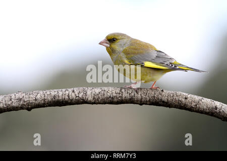 Chloris chloris Banque D'Images