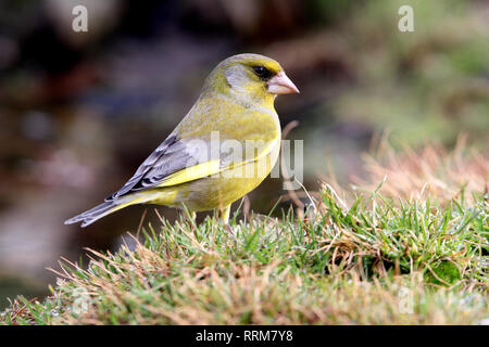 Chloris chloris Banque D'Images