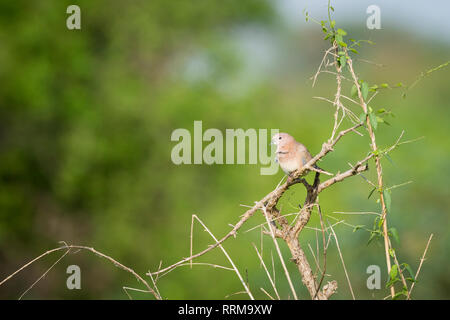 Laughing Dove (Spilopelia senegalensis) perché sur branche. Parc national de Keoladeo. Bharatpur. Le Rajasthan. L'Inde. Banque D'Images