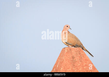 Laughing Dove (Spilopelia senegalensis) perché sur un poteau. Parc national de Keoladeo. Bharatpur. Le Rajasthan. L'Inde. Banque D'Images