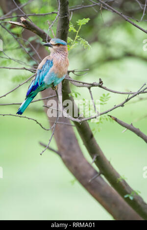 Rouleau (Coracias benghalensis indien) perché sur branche. Parc national de Keoladeo. Bharatpur. Le Rajasthan. L'Inde. Banque D'Images