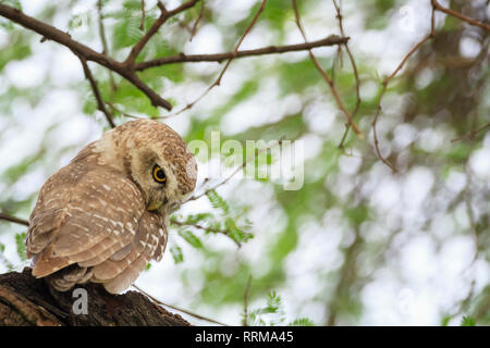 Spotted Owlet (Athene brama) perché sur un arbre. Parc national de Keoladeo. Bharatpur. Le Rajasthan. L'Inde. Banque D'Images