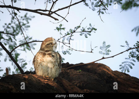 Spotted Owlet (Athene brama) se lissant les plumes. Parc national de Keoladeo. Bharatpur. Le Rajasthan. L'Inde. Banque D'Images