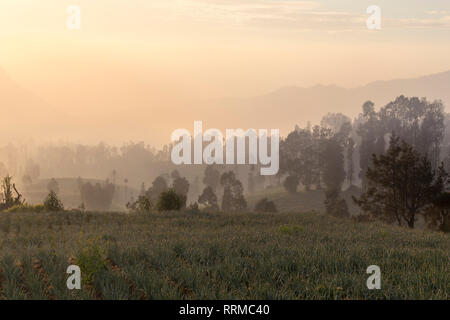 Lever de soleil à Cemoro Lawang près du Mont Bromo, Indonésie Banque D'Images